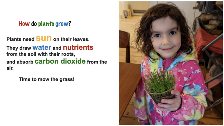 How Do Plants Grow?